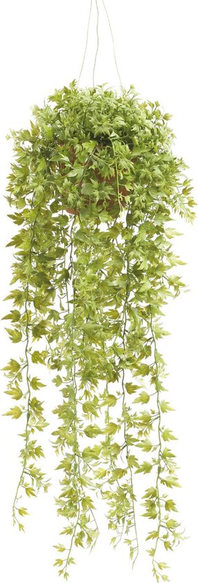 Emerald - Plante suspendue Ivy - En pot - 50 cm - Vert