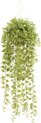 Emerald - Ivy Hangplant - In pot - 50 cm - Groen
