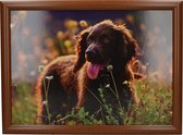 Laptray premium  Spring Field Spaniel , cocker spaniel