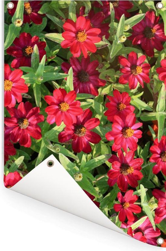 Affiche de jardin Fleurs de zinnia rouge pendant une journée ensoleillée 80x120 cm - Toile de jardin / Toile d'extérieur / Peintures pour l'extérieur (décoration de jardin)