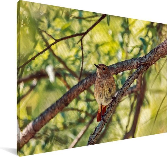 Un rougequeue à collier dans la forêt Toile 140x90 cm - Tirage photo sur toile (Décoration murale salon / chambre)