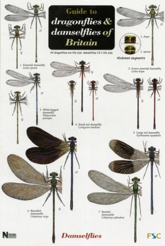 Guide to the Dragonflies and Damselflies of Britain, Steve Brooks ...