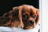 DP® Diamond Painting pakket volwassenen - Afbeelding: Hond op Sofa - 40 x 60 cm volledige bedekking, vierkante steentjes - 100% Nederlandse productie! - Cat.: Dieren - Honden