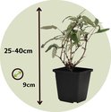Jonge plant in een vierkante zwarte pot. De hoogte van de plant is 25-40cm, de pot is 9cm breed.