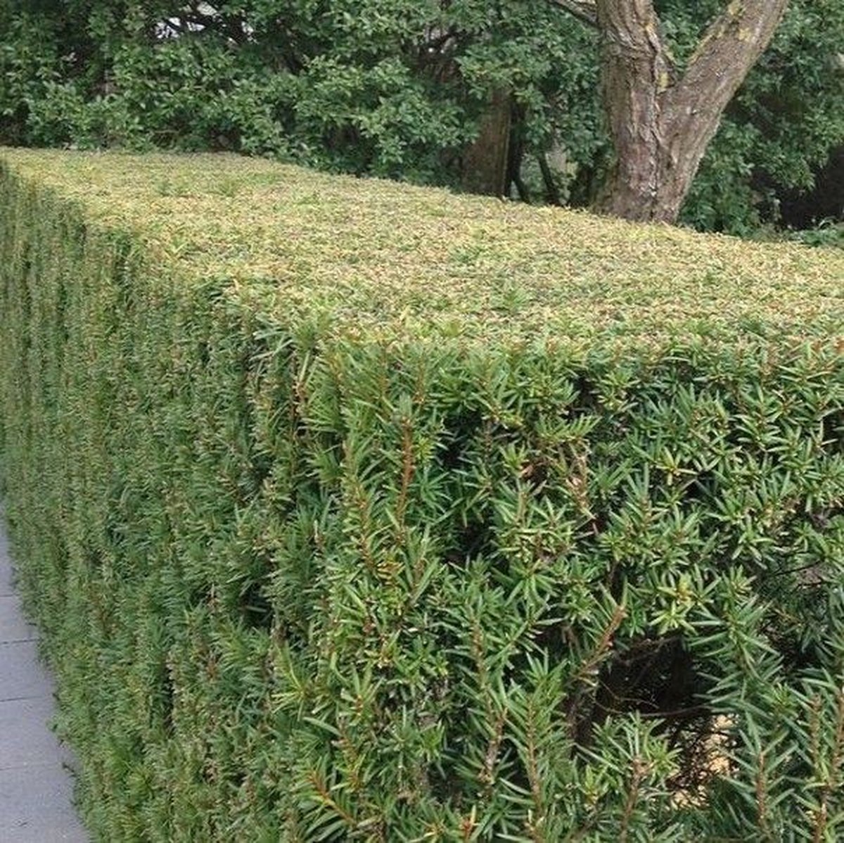 18 x Taxushaag of Venijnboom - Wintergroene Haagplant - Taxus baccata in C1(liter) pot met hoogte 20-30cm
