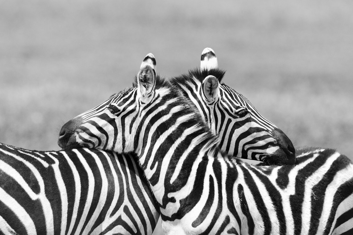 karo-art Schilderij - Zebra liefde in zwart wit , 2 maten , Premium print Multikleur