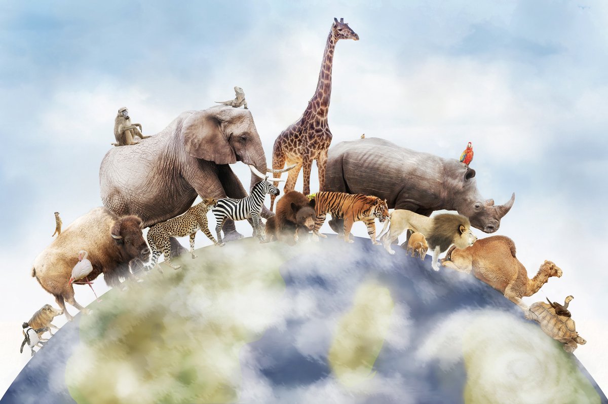 karo-art Schilderij - Een wereld van wilde dieren , Multikleur , 2 maten , Premium print