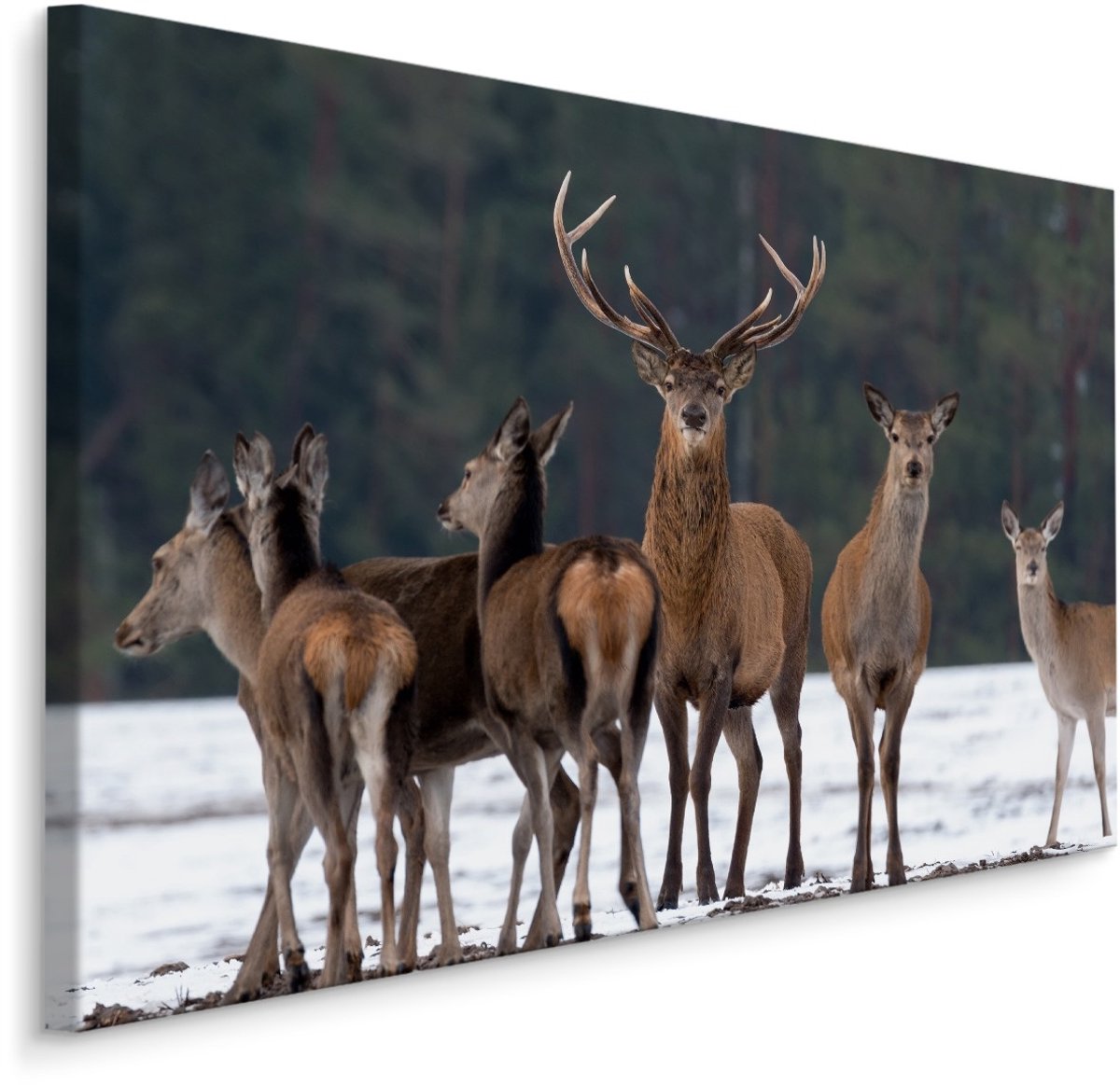 karo-art Schilderij - Het en Hinde in de Sneeuw, Premium Print, 5 maten Multikleur