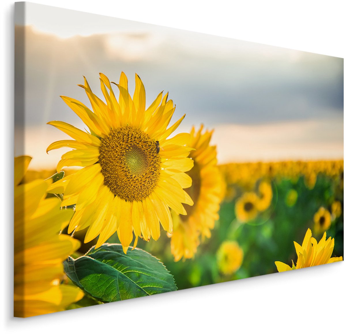 karo-art Schilderij - Prachtige zonnebloemen veld, premium print Multikleur