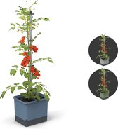 Gusta Garden - Tom Tomato - Tomaten Planten - Tomaten Plantenbak met Watertank - Kweekbak - Kweektafel - Blauw
