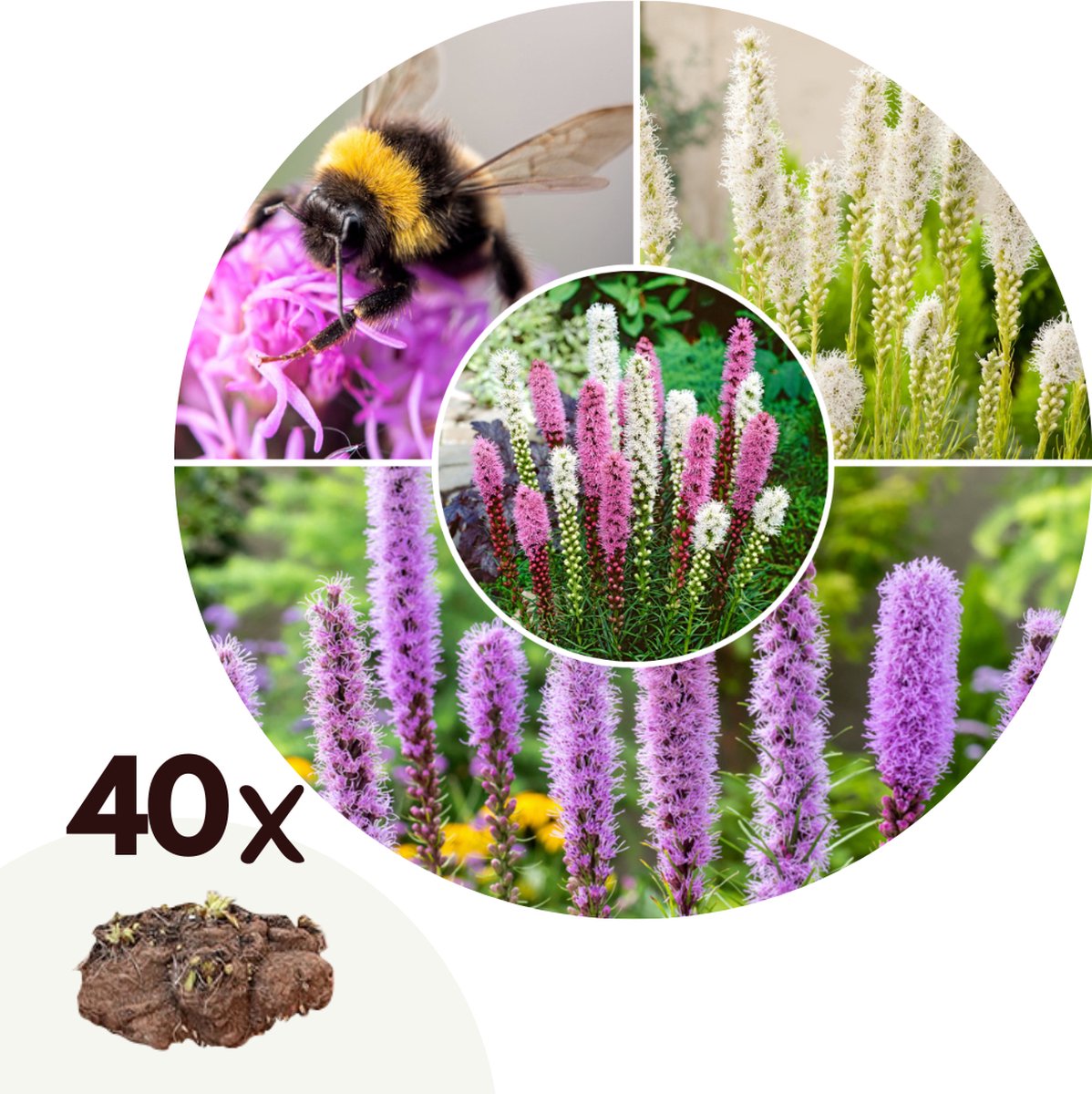 Liatris spicata - Bloembollen Kopen? | Goedkoop Bloembollen online Bestellen