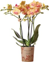 Kolibri Orchids | oranje Phalaenopsis orchidee - 35cm hoog - potmaat Ø9cm | bloeiende kamerplant - vers van de kweker