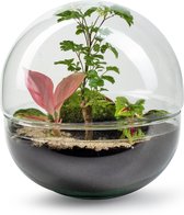 Growing Concepts DIY Duurzaam Ecosysteem Biodome - Planten - Botanische Mix - H30xØ30cm