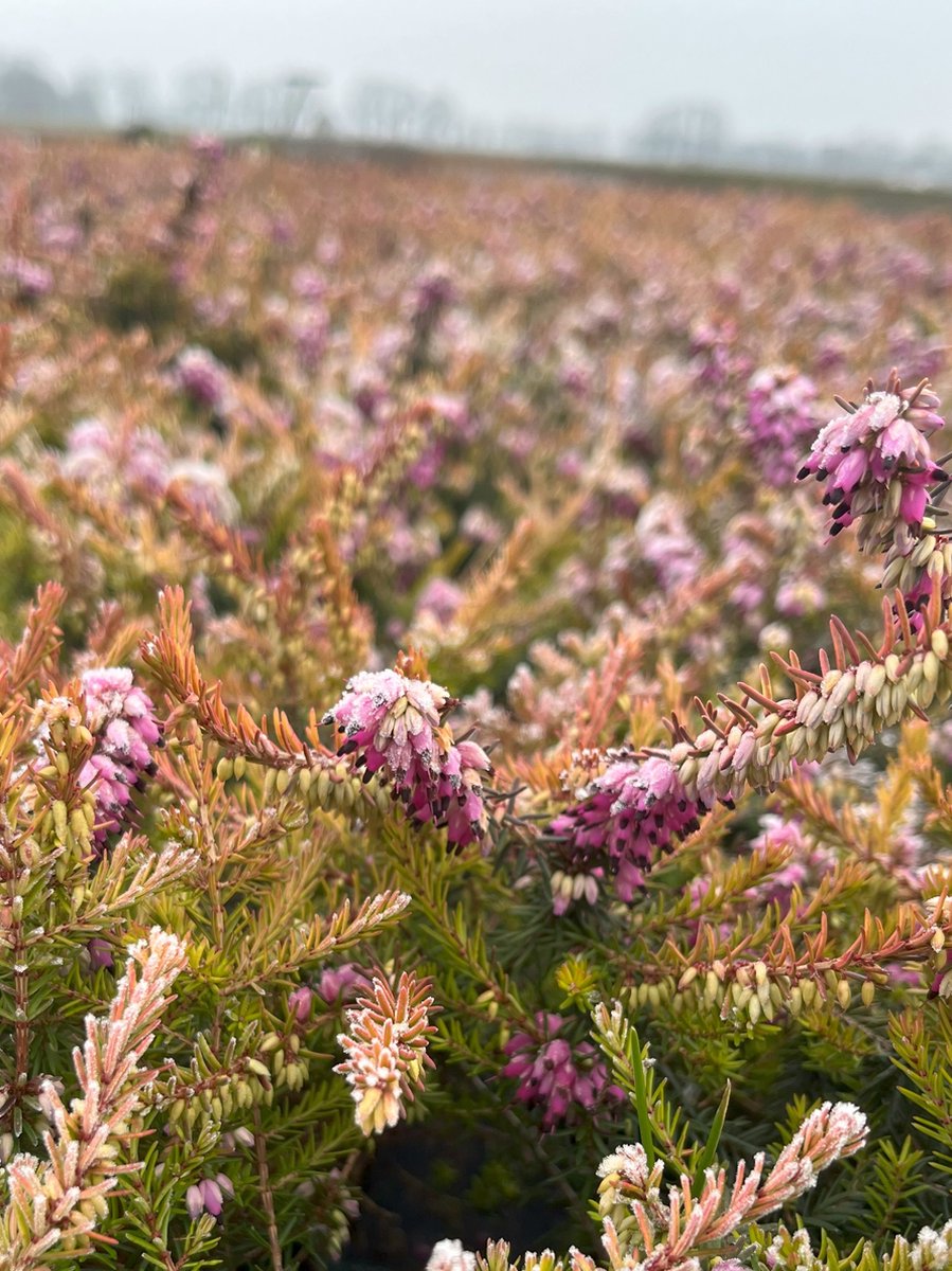 Winterheide Oranje/Roze - 10 Stuks - Erica carnea 'Ann Sparkes' - P9.5 - Plant - Tuinplant - Heide