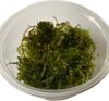 Weeping moss Vesicularia Ferriei - Cup 80 cc - Aquarium mos - Aquariumplant - Aquarium decoratie - Moerings