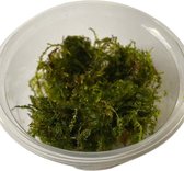 Mousse pleureuse (Vesicularia ferriei) 3 x tasse in vitro 80 cc