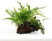 Driftwood (small) met plant mix - Aquariumplanten - Aquarium decoratie - Moerings
