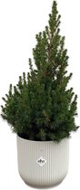 Picea Glauca (kerstboompje) inclusief elho Vibes Fold Round wit - Potmaat 22cm - Hoogte 60cm