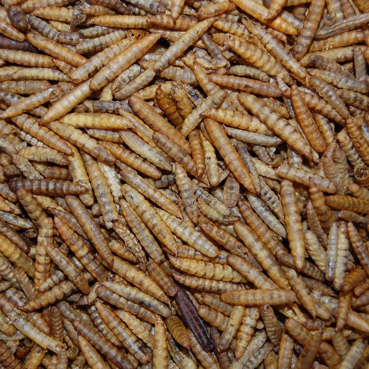 Superworms: Grote gedroogde Zwarte Vlieg (Black Soldier Fly) larven | Budgies | Nutriworms 3 L Emmer | Gedroogde Meelwormen