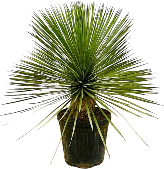 Yucca Rostrata op stam - Potmaat 27cm - Hoogte 80cm