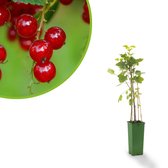Rode Bes - Rovada - kleinfruit - bessenstruik - plant - eigen fruit kweken