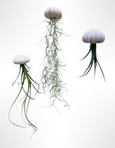 3 Jelly- Fish avec différentes plantes aériennes et oursin violet/fait main/airplants/Tillandsia/cadeaux uniques/plante suspendue