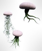 Set van drie Jellyfish luchtplanten met roze Alfonso zee-egels en verschillende luchtplantjes/kamerplant/hangplant