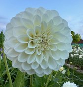 Bulbs by Brenda - Dahlia Boom Boom White - 3 stuks - dahlia knollen