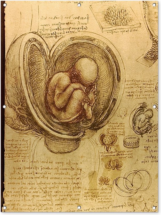 Tuinposter - Tuindoek - Tuinposters buiten - Baby in the womb - Leonardo da Vinci - 90x120 cm - Tuin