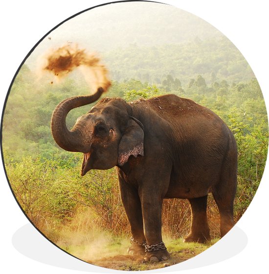 Cercle mural - Cercle mural - Éléphant de nettoyage - Aluminium - Dibond - ⌀ 90 cm - Intérieur et Extérieur