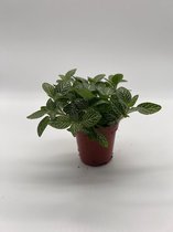 Fittonia verschaffeltii - mini baby Mozaiekplantje - Groene en witte kamerplant