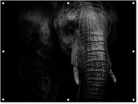 Tuinposter - Tuindoek - Tuinposters buiten - Portret van een olifant in zwart-wit tegen een donkere achtergrond - 120x90 cm - Tuin