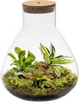 vdvelde.com - Ecosysteem plant met lamp - Ecoworld Jungle Biosphere - Flessentuin - 3 Varen Planten - Piramide Glas - Ø 23 cm - Hoogte 26 cm