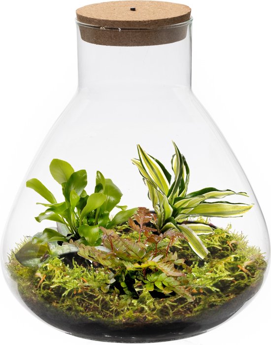 DIY Ecosysteem plant met lamp en 3 varen planten