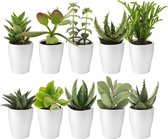 vdvelde.com - Mini Succulenten + Witte Keramiek Potjes - Vetplantjes 10 stuks - Mini Vetplant Ø 6 cm - Hoogte 8-15 cm