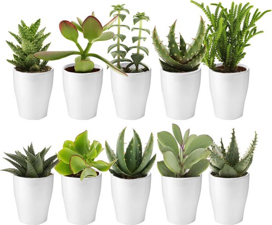 vdvelde.com - Mini Succulenten + Witte Keramiek Potjes - Vetplantjes 10 stuks - Mini Vetplant Ø 6 cm - Hoogte 8-15 cm