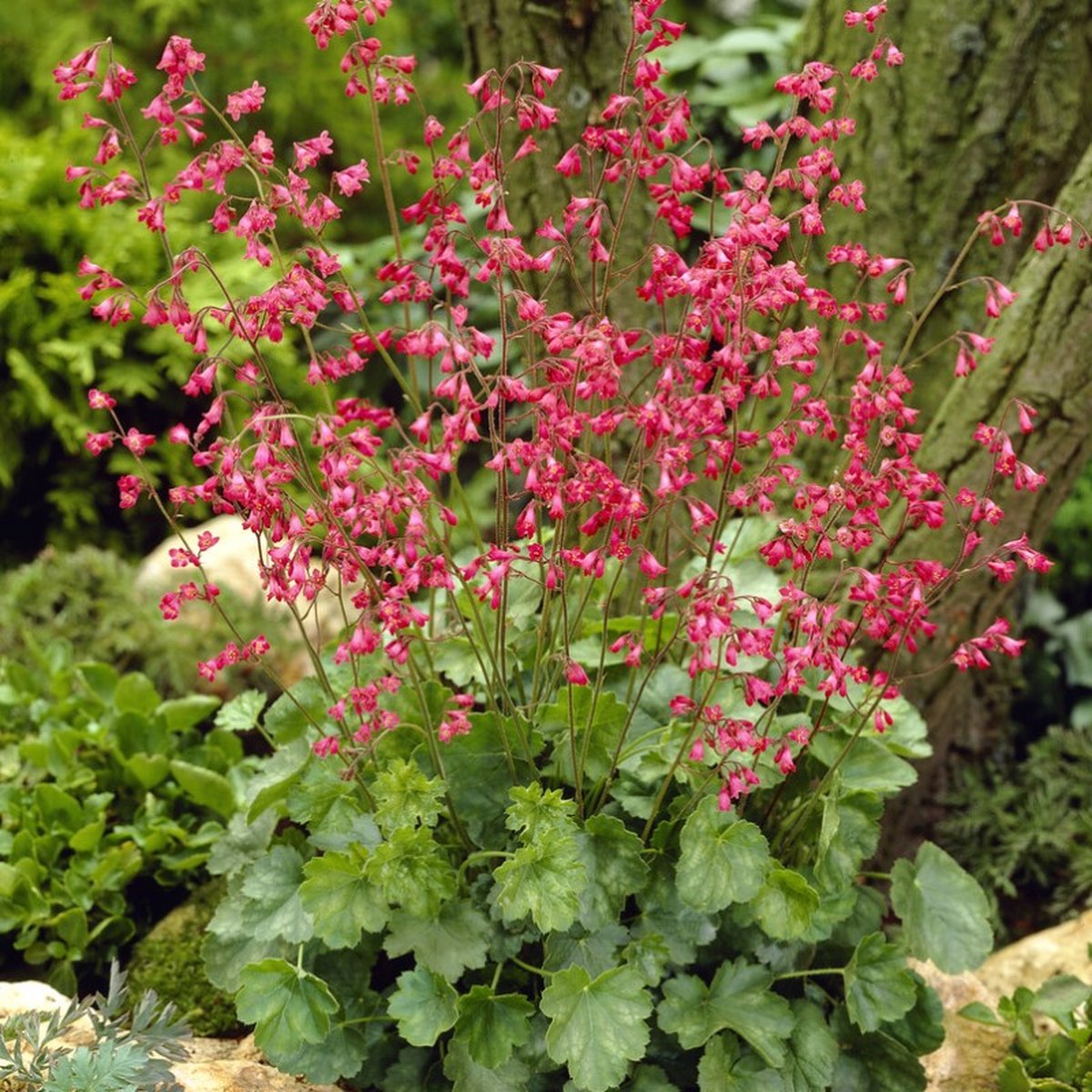 12 x Purperklokje Groen|Rood - Bodembedekker Winterhard - Heuchera sanguinea 'Leuchtkäfer' in 9x9cm pot met hoogte 5-10cm