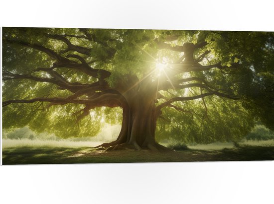 PVC Schuimplaat- Boom - Landschap - Zon - Zonnestralen - 100x50 cm Foto op PVC Schuimplaat