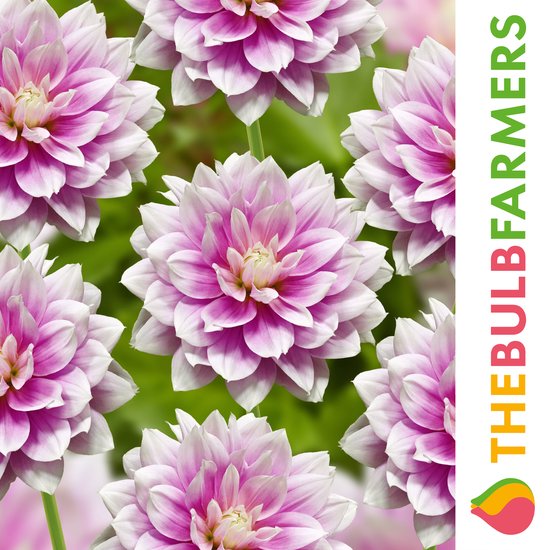 Dahlia knol Bluesette (zakje van 1 stuk
