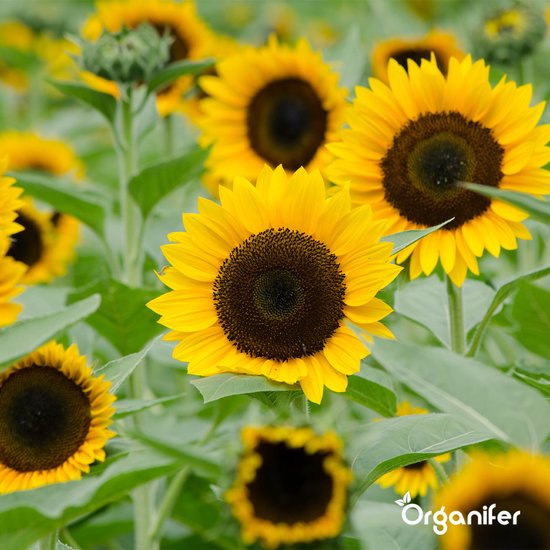10 stuks, geluk zit in het zonnetje, zonnebloemen, klein kadootje
