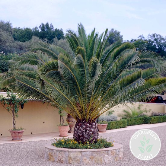Volwassen Canarische dadelpalm met brede, groene bladeren, zittend in een stenen border met gele bloemen.