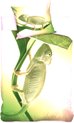 Animal Pictures Dekbedovertrek Kameleon - Eenpersoons - 140 x 200 cm - Katoen