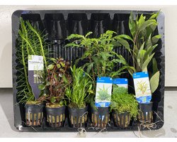 Aquariumplanten Mix Pakket 4