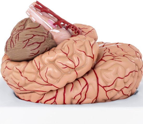 Physa Anatomisch model hersenen PHY-BM-1 - Physa