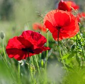 MRS Seeds & Mixtures Grote klaproos - Papaver Rhoeas - Rode bloemen - Groeihoogte: 60 - 80 cm - Makkelijk te zaaien - ±9.000 zaden per gram