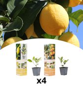 NatureNest - Citrus mix - 2x Citrus Lemon, 2x Citrus Calamondin - 4 stuks - 35cm