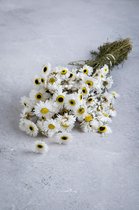 Couronne - Bundeltje gedroogde bloemen 'Acroclinium' (3 stuks per bundel, White)