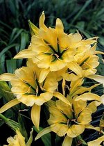 15x Spinlelie 'Hymenocallis sulphur queen' - BULBi® Bloembollen met bloeigarantie