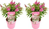 2x Vlinderstruik - Buddleja Butterfly Candy 'Little Pink' - Tuinplanten - Winterhard - ⌀19 cm - 30-40 cm