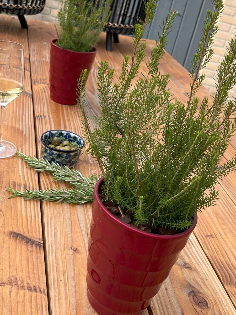 Heide Boom 10 Stuks Erica scoparia P9.5 Plant Tuinplant